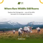 For all the wildlife enthusiasts out there, The Cairngorms National Park is the place to be!